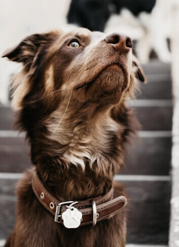 Dog digestion tips for a healthy gut.