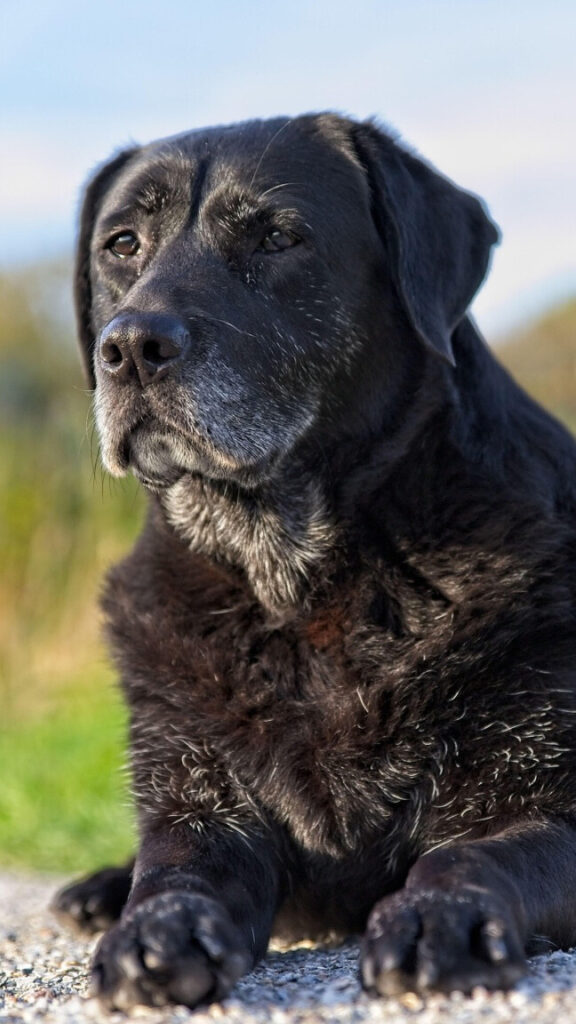 Best dog joint supplements for senior dogs supporting mobility and comfort.