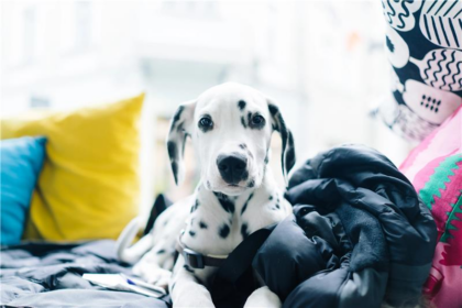 calm dog sitting content on a bed surrounded by fluffy pillows and a blanket
