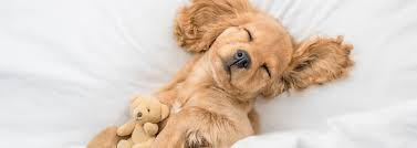 Calm dog settling into bed during a consistent before bed routine for better sleep.