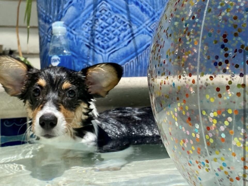 A dog named Gatsby enjoying a swim in the pool on a hot summer day.