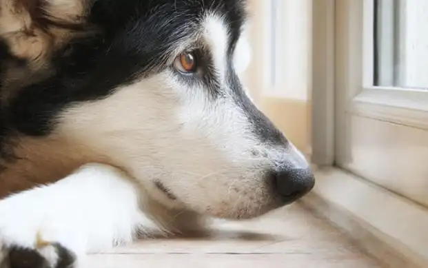 Anxious Siberian Husky waiting for his family to come home
