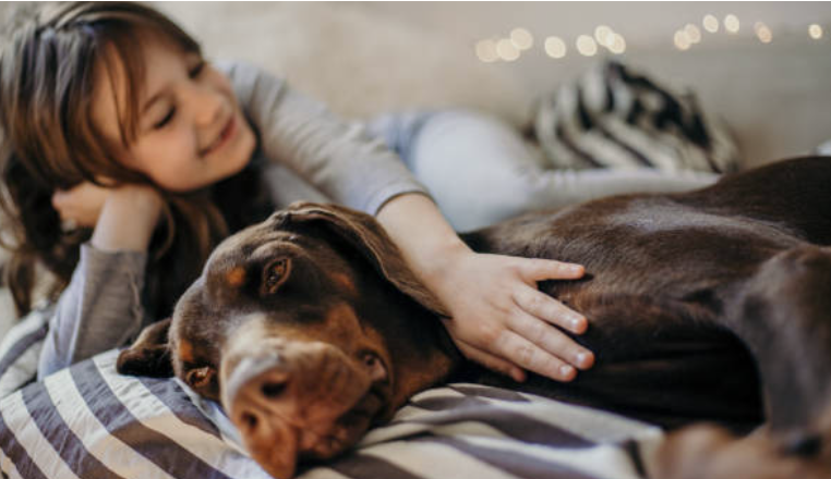 doberman relaxing with his owner on a comfortable bed