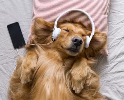 calm dog resting peacefully and listening to soft music after daily routines that help make dogs calmer and improve behavior