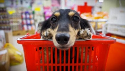 Dog peeking over a shopping basket while choosing dog products and essentials.