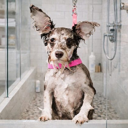 Small wet dog standing in a glass walk-in pet shower during bath time, illustrating calm dog grooming and stress-free bathing routines.