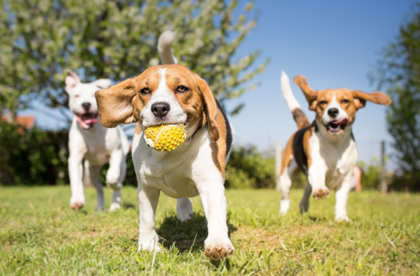Dogs playing together outdoors during a healthy dog socialization playdate
