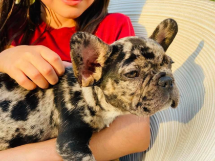 A young puppy being held by its owner, representing puppy tips for new dog owners learning how to care for a new puppy.
