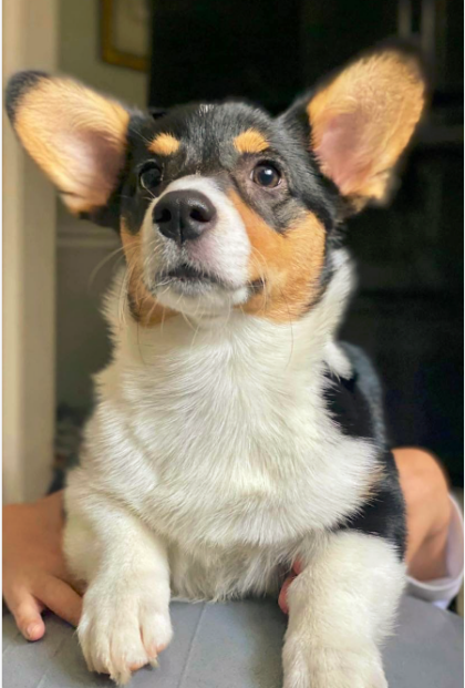 Pembroke Welsh Corgi looking up calmly indoors, featured on Tail Wisdom’s Calm Dog Blueprint free guide page