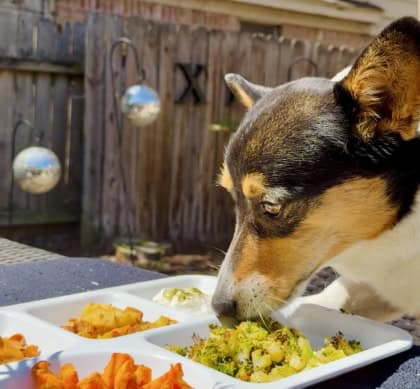 Dog enjoying a variety of healthy foods in a tasting tray, demonstrating protein rotation and balanced nutrition.