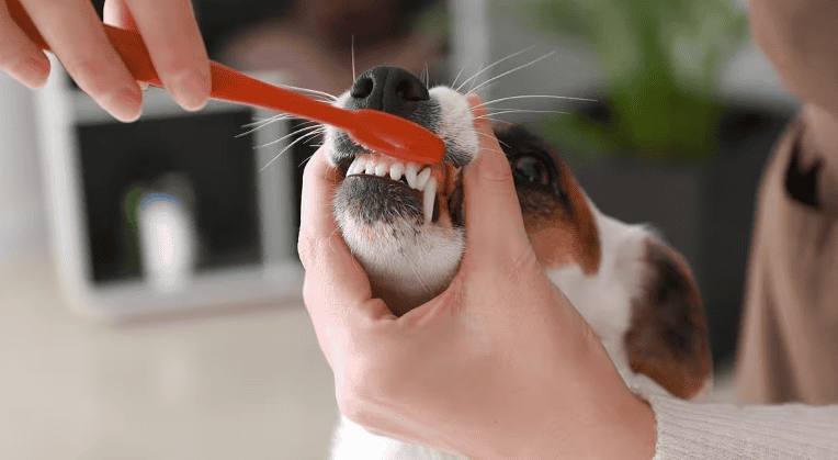 dog getting its teeth brushed by his owner