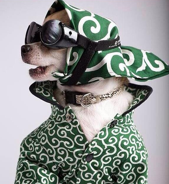 Stylish dog wearing goggles and scarf representing the modern dog lifestyle of travel, cafés, and outdoor adventures.