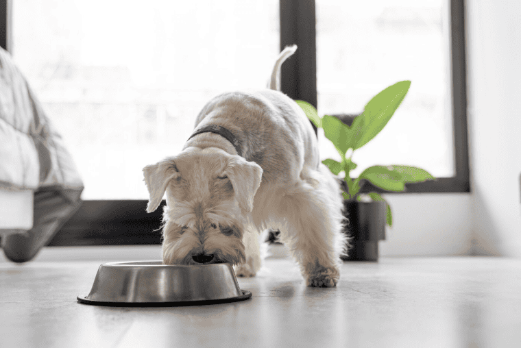 Dog eating calmly from a bowl in a clean home setting, demonstrating a structured feeding routine that helps reduce mealtime anxiety.