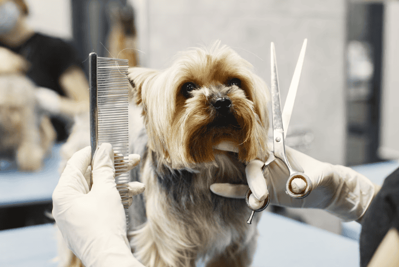 small dog receiving calm facial grooming trim with scissors