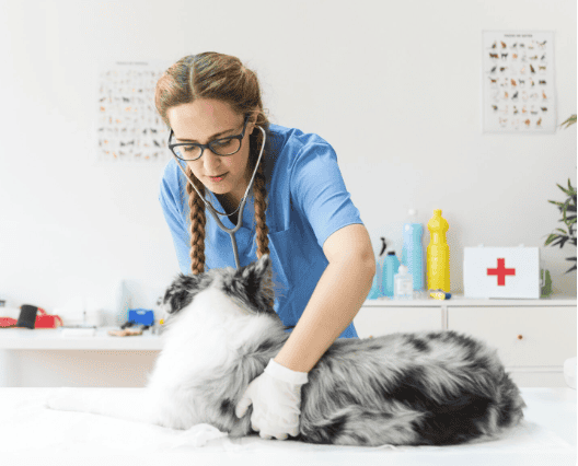 Veterinarian examining a dog for possible food poisoning symptoms after eating dangerous foods.