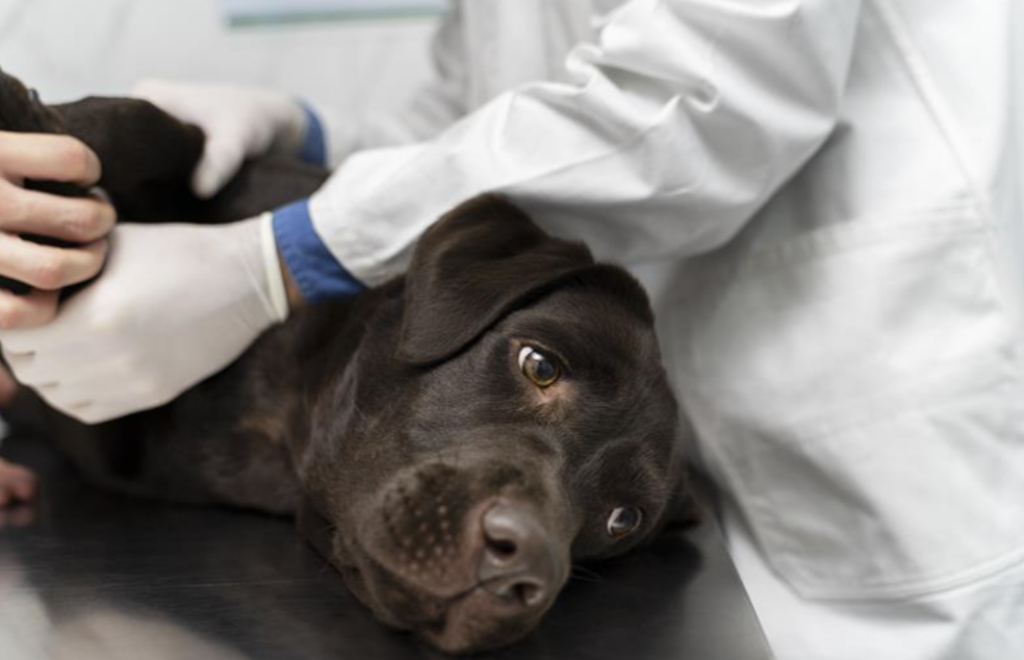 Dog lying on exam table while veterinarian checks for injury during emergency first aid care.