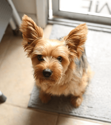 Dog sitting calmly near the front door waiting in a controlled position before guests arrive