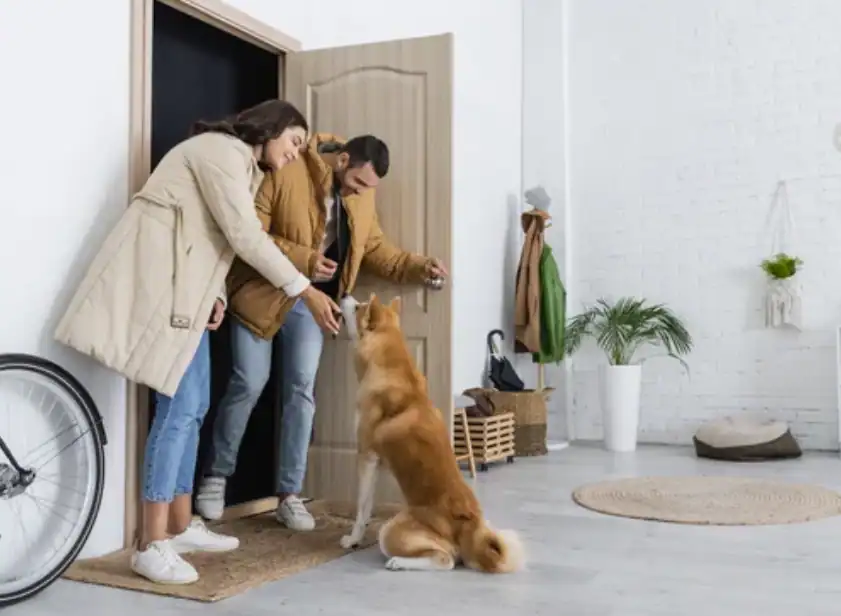Dog sitting calmly while greeting a person using structured calm greeting dog training routine at home.