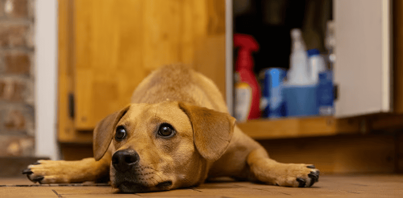 Dog lying on kitchen floor looking lethargic after possible exposure to toxic household cleaning products.