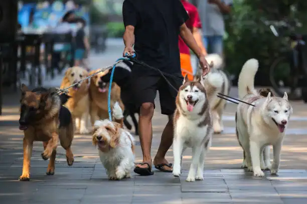 Person walking multiple calm dogs on leashes during a structured walking routine in an outdoor city setting