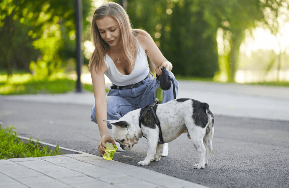 Dog potty training routine using a calm, structured method with owner guiding dog outdoors on leash.
