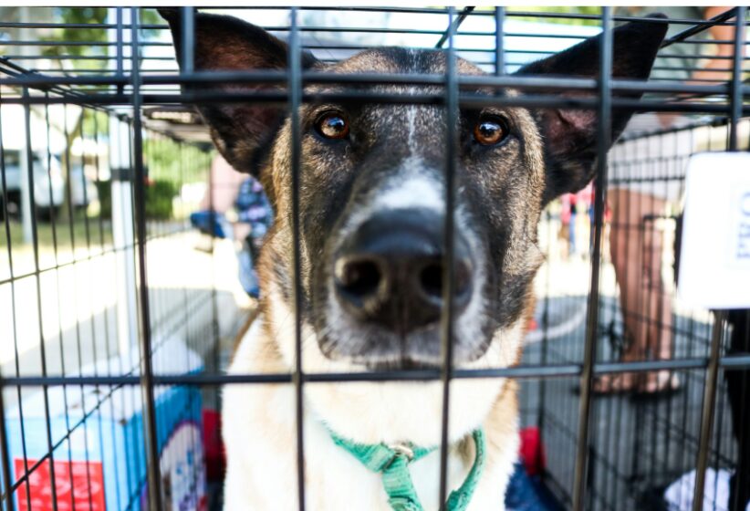 Adopted dog looking through a shelter kennel, representing the transition to a calmer home routine.